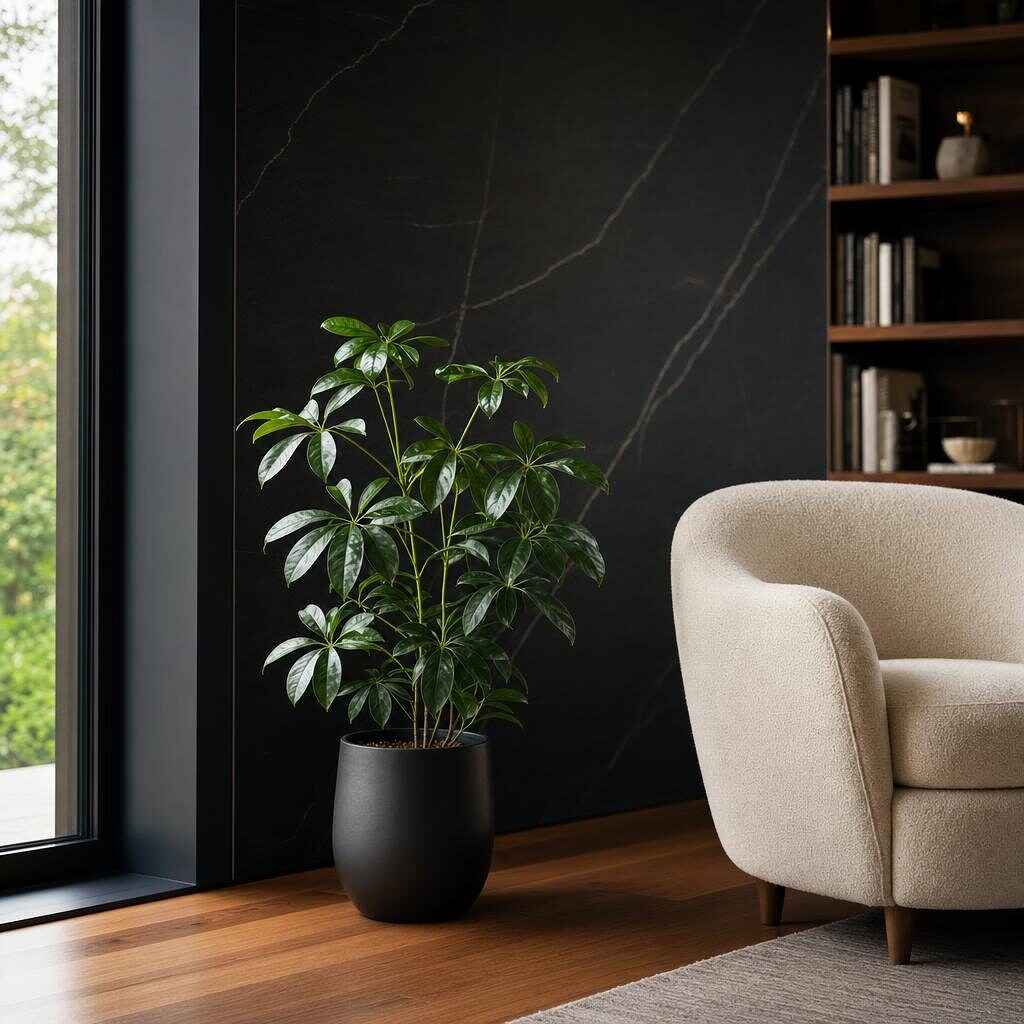 Cheflera (Schefflera)