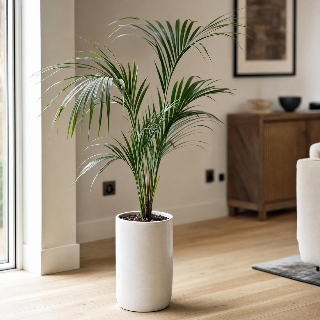 Palmera Ketia