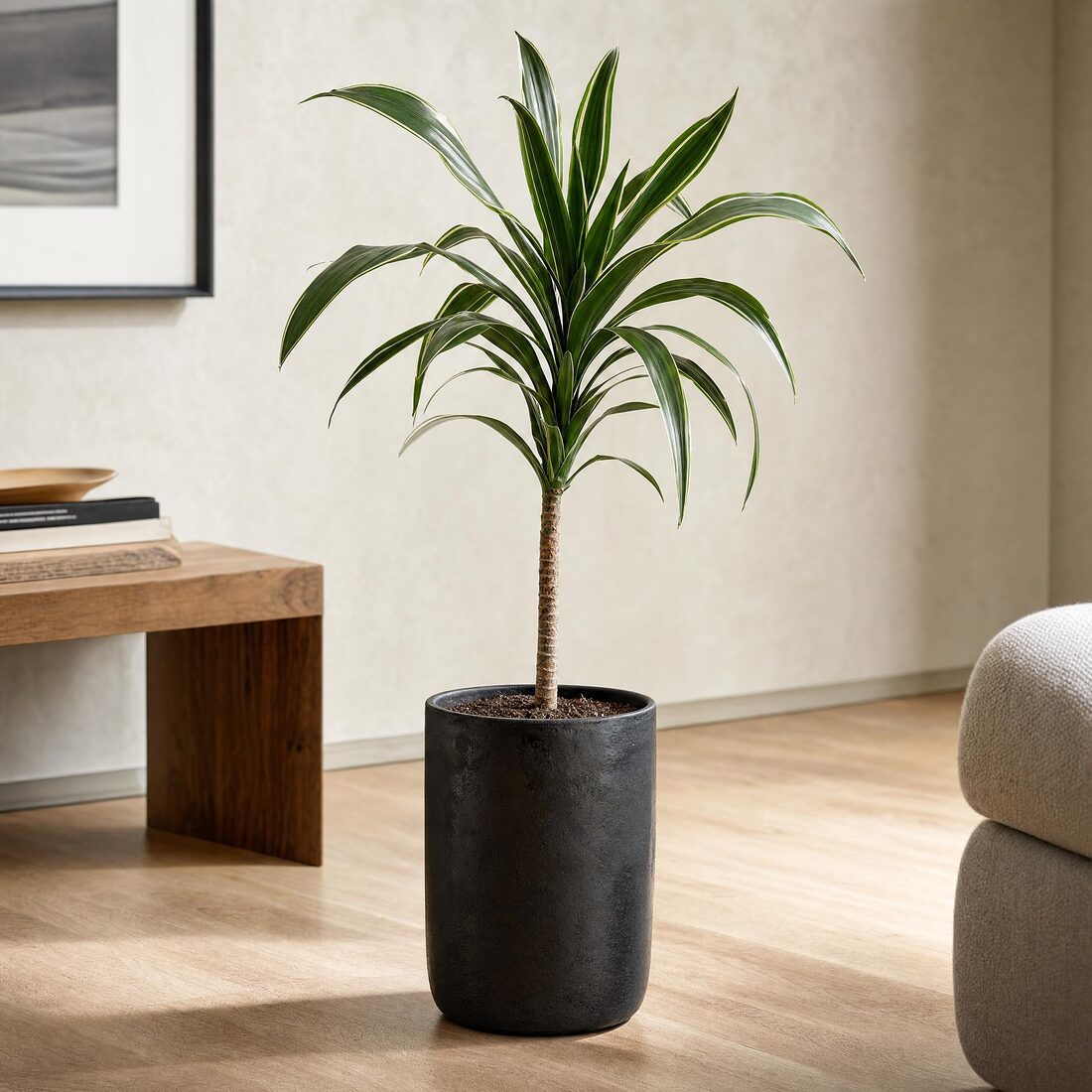Dracena