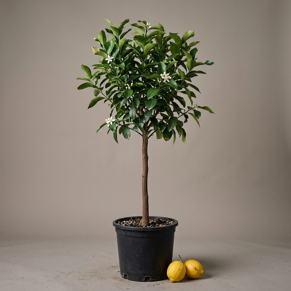 Limón