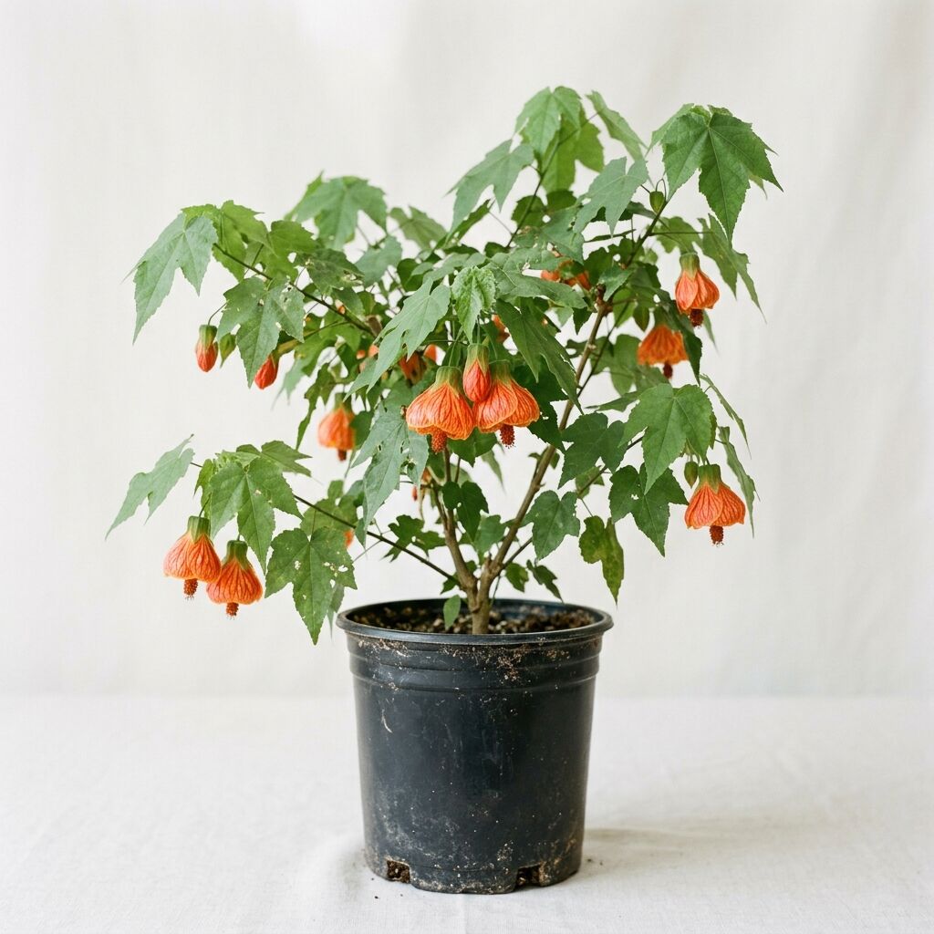 Abutilón (farolito) hybridum