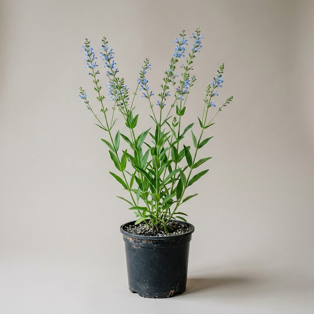 Salvia uliginosa
