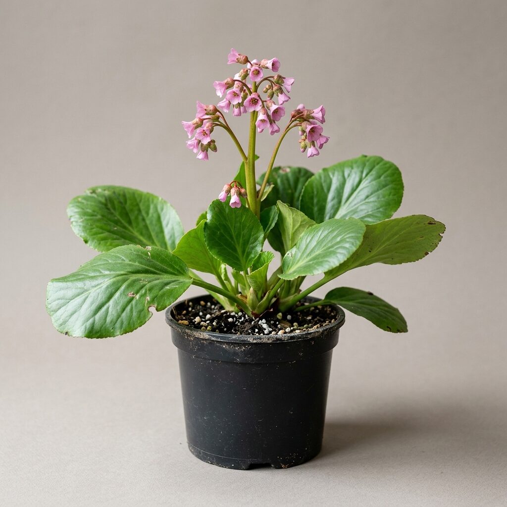 Bergenia crassifolia
