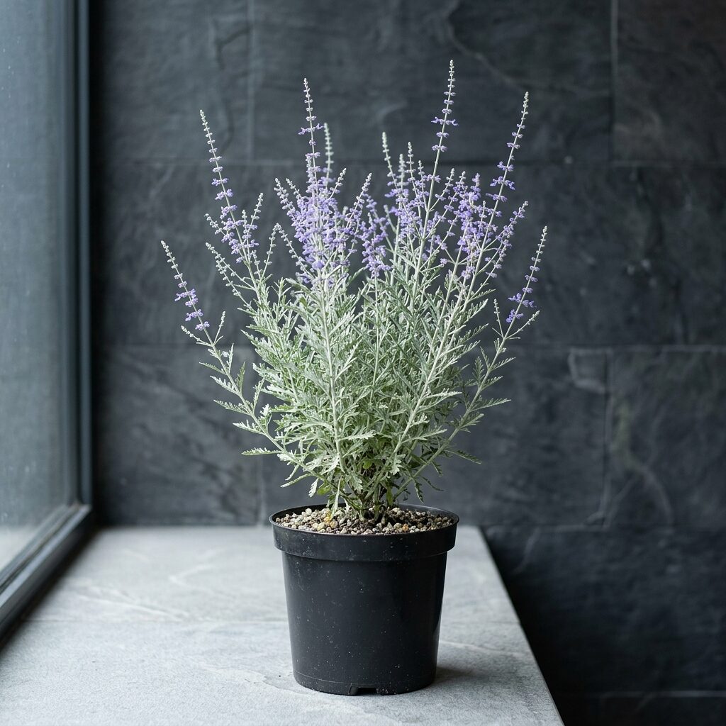 Salvia rusa artiplicifolia