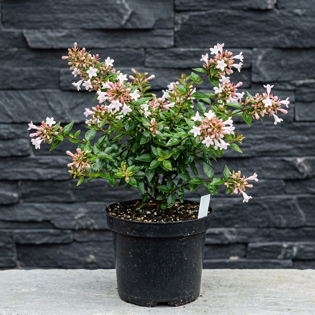 Abelia enana