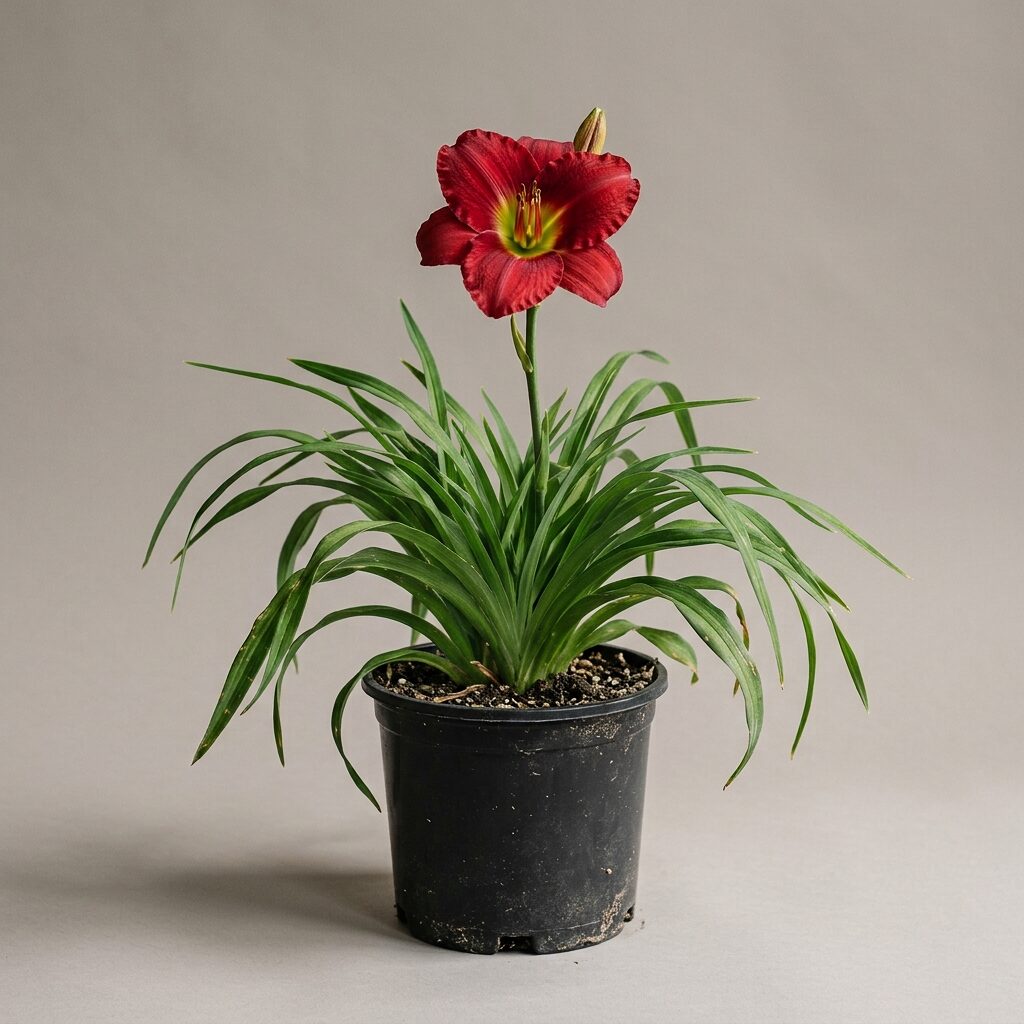 Hemerocallis Pardon Me Rojo oscuro