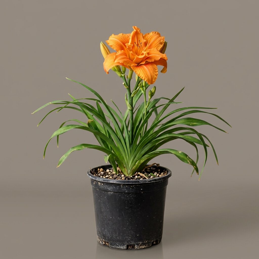 Hemerocallis Naranjo doble