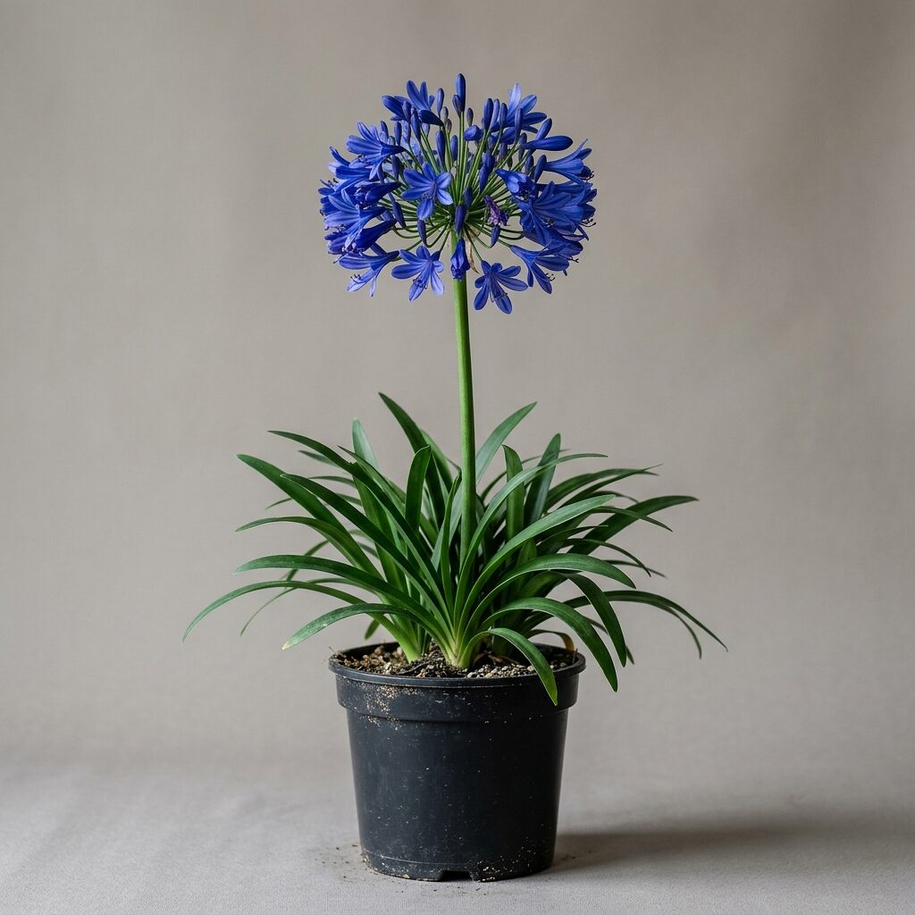 Agapanto Azul