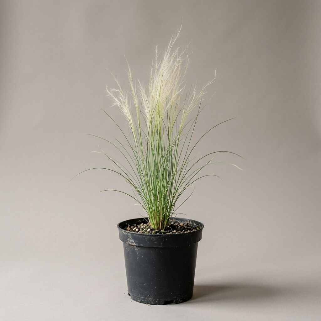 Stipa caudata