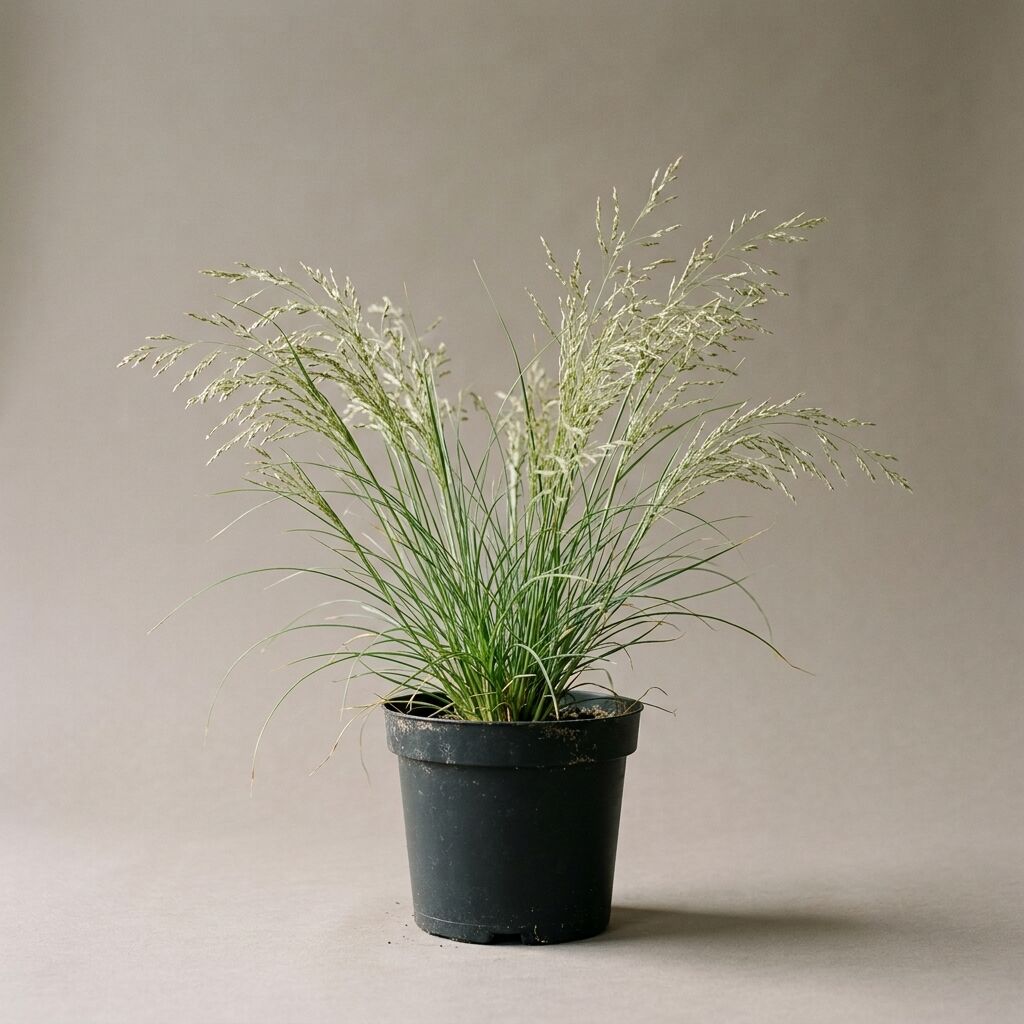 Eragrostis viriscen