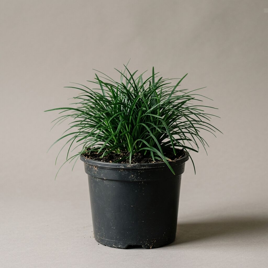 Ofiopogon japonicus