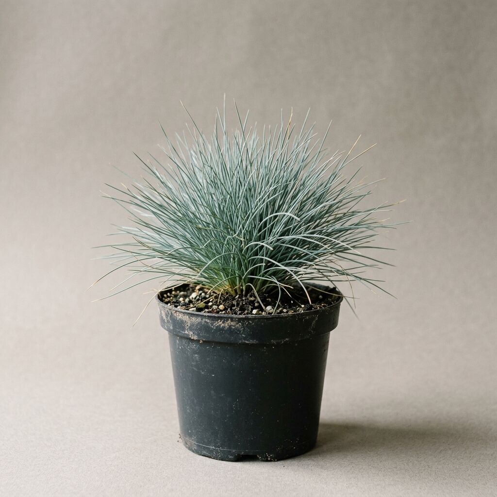 Festuca glauca