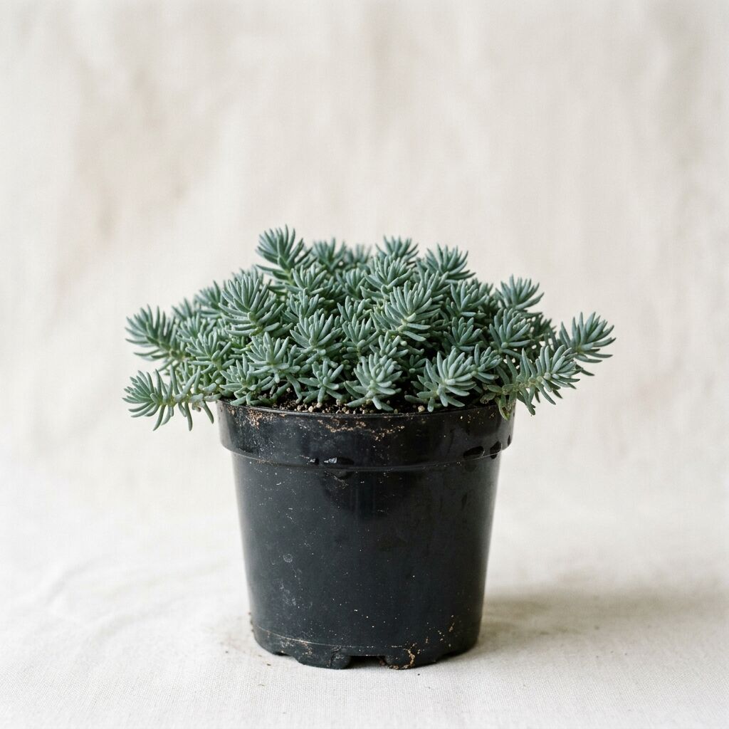Sedum reflexum