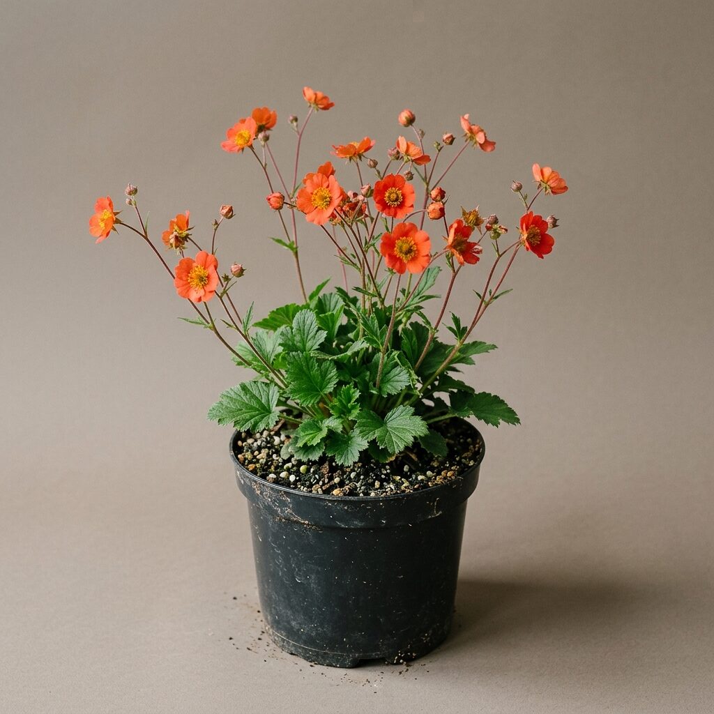 Geum chiloense