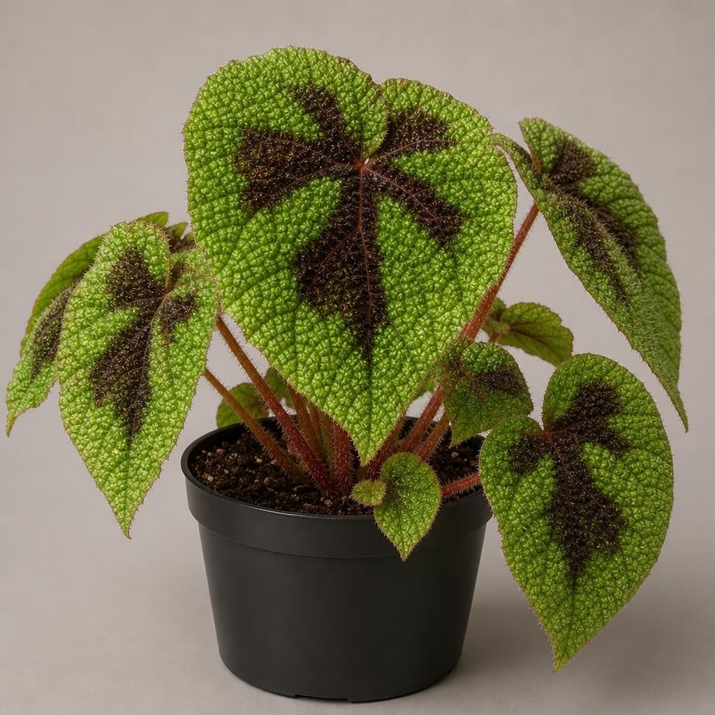 Begonia Cruz de Hierro