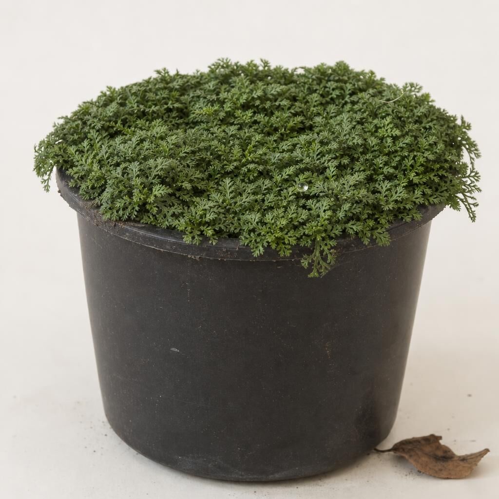 Cotula Leptinella