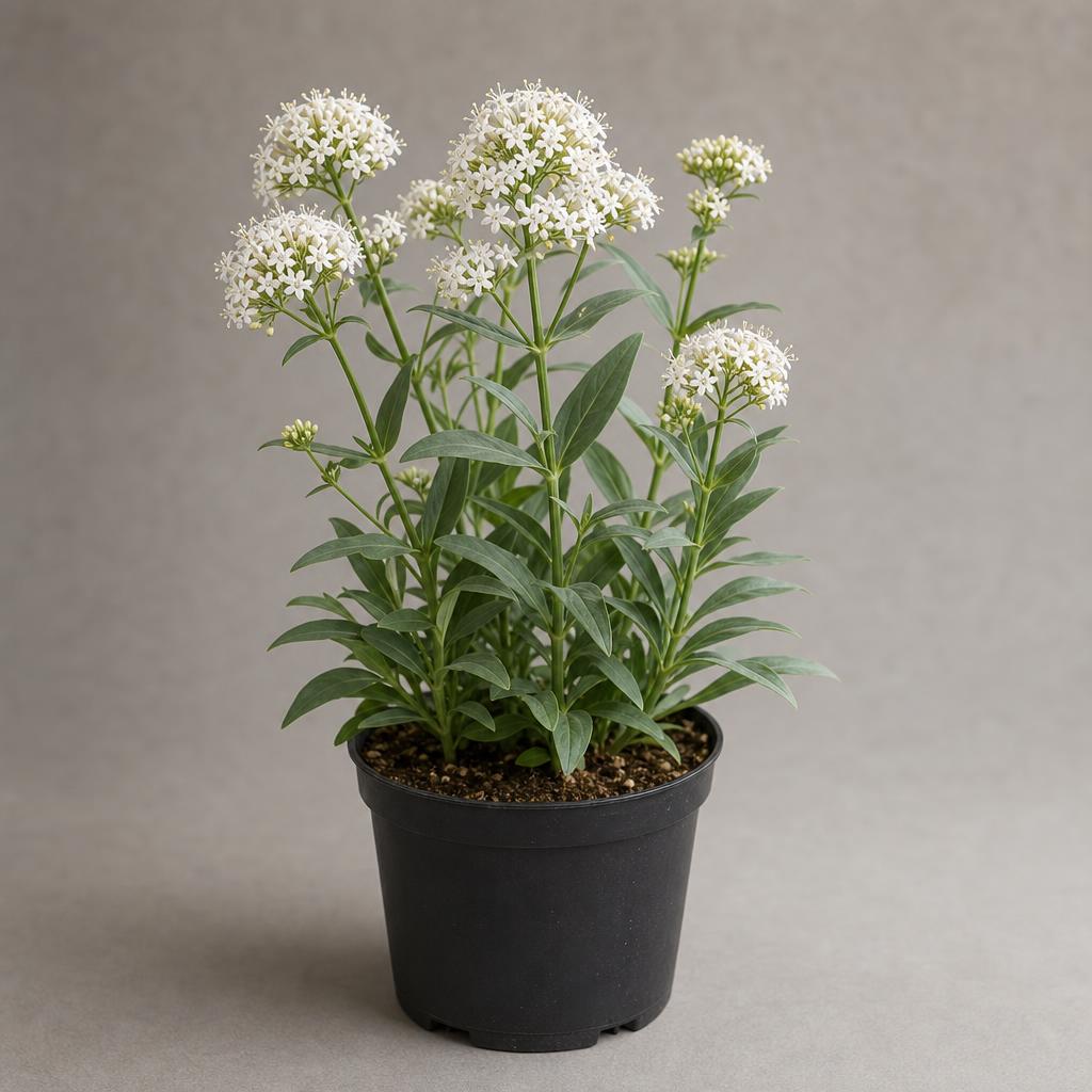 Valeriana blanca