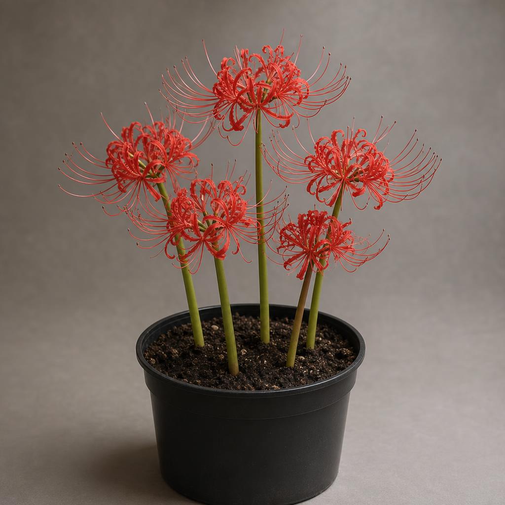 Lycoris radiata