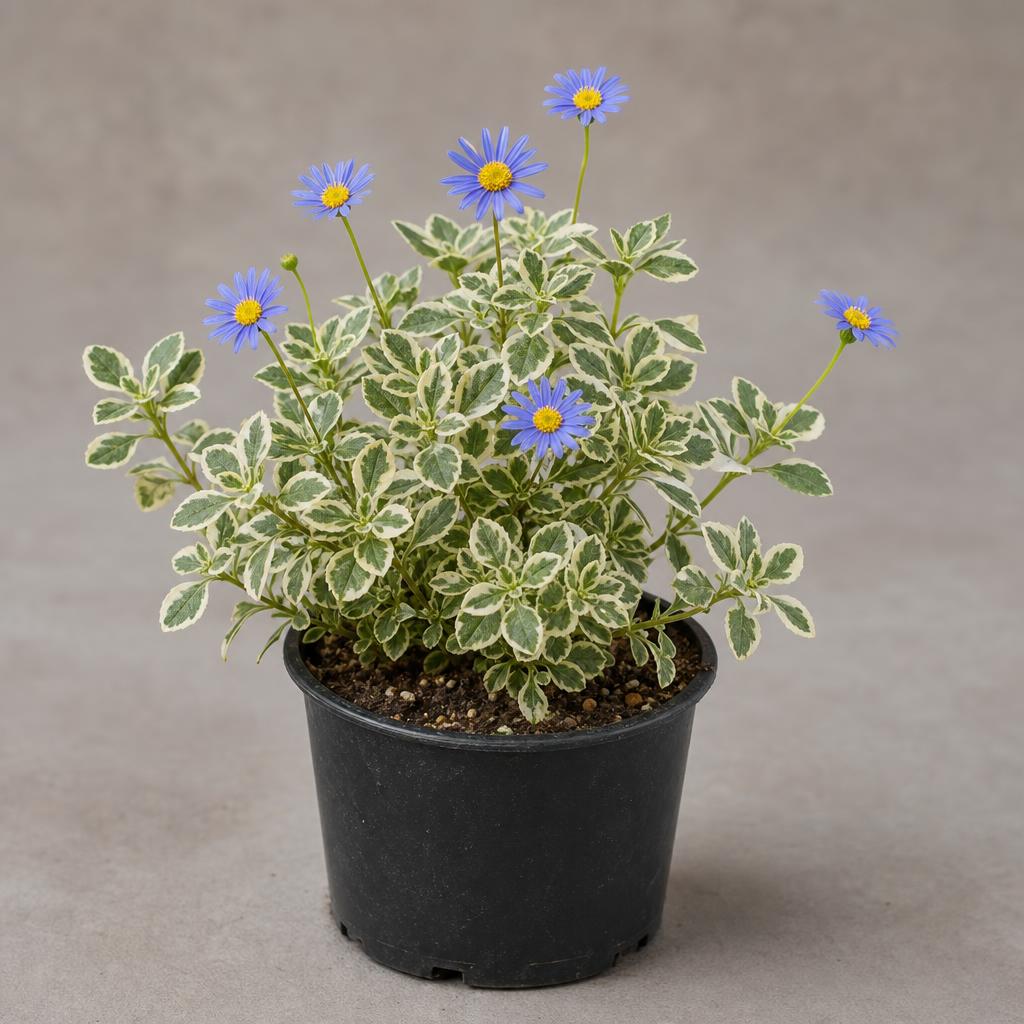 Agatea variegada