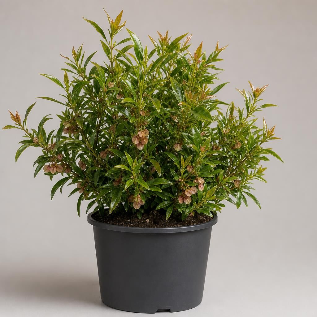 Dodonaea viscosa
