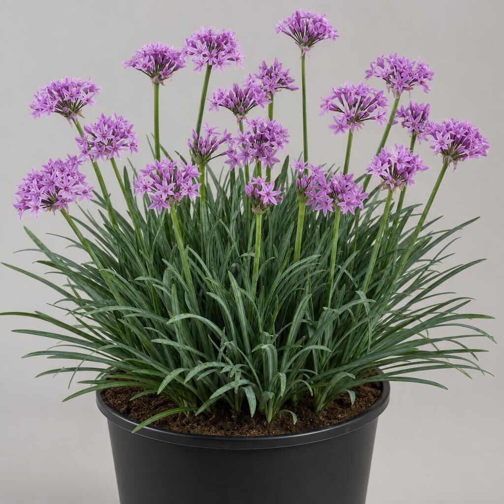Ajo social violacea