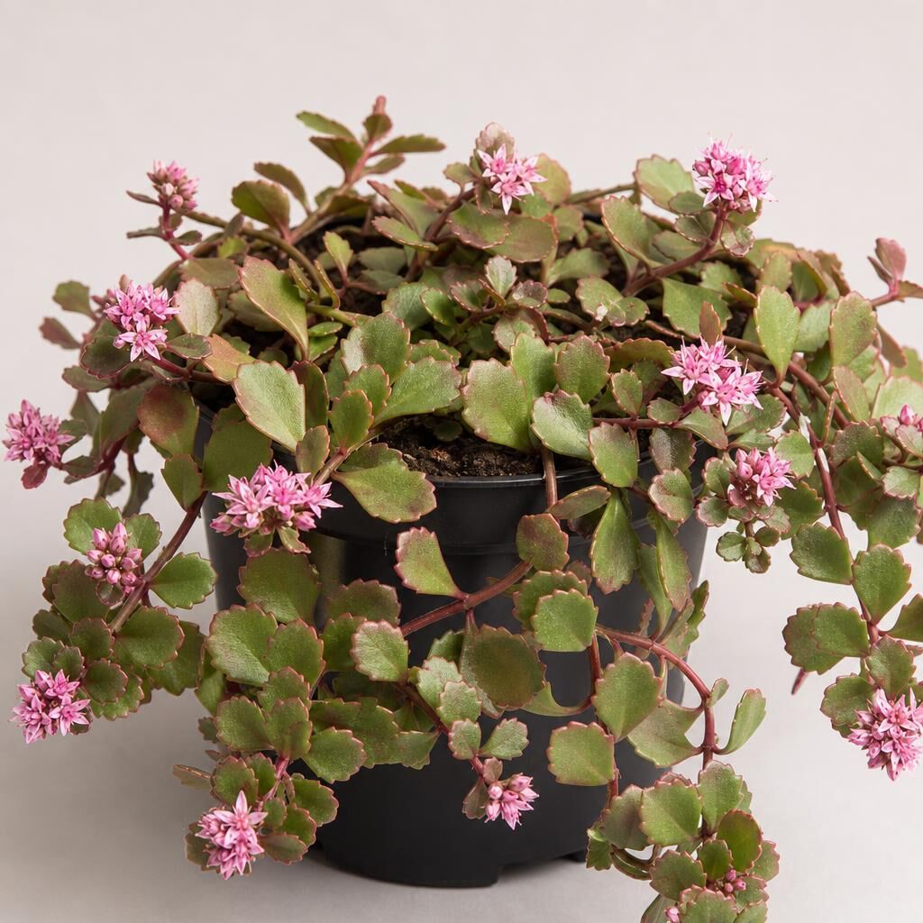 Sedum spurium