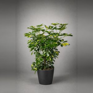 Cheflera Variegada
