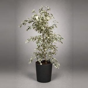 Ficus Benjamina Hawaii