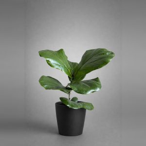 Ficus Lyrata