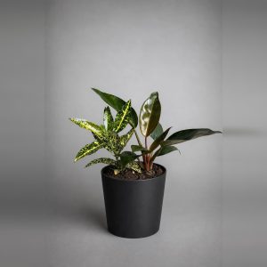 Filodendro con Croton