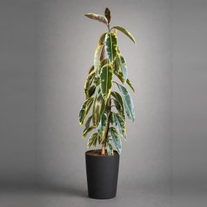 Gomero Variegado