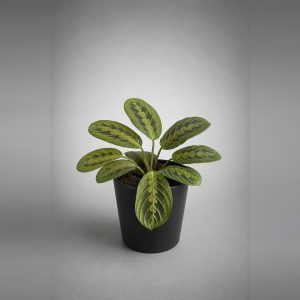 Maranta Tricolor