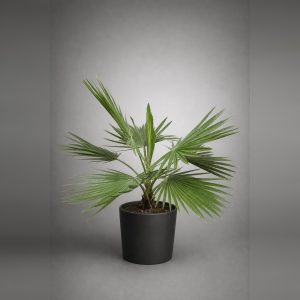 Palmera Abanico
