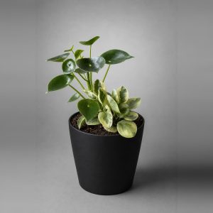 Peperomia Duo