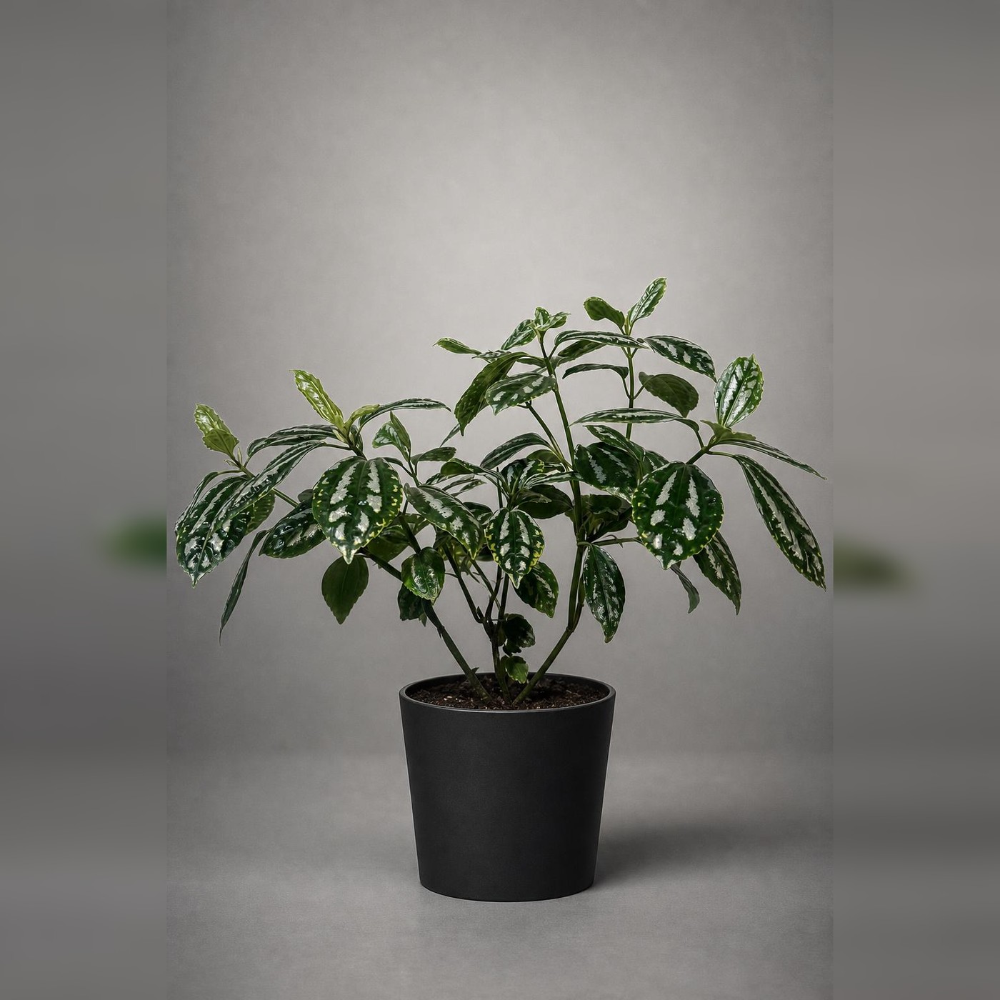 Pilea Aluminio, planta de interior no tóxica para gatos y perros