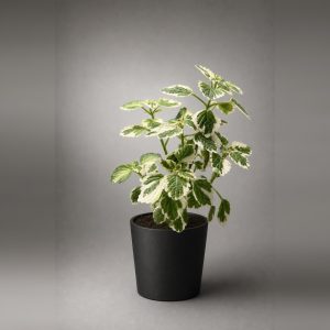 Plectranthus Variegado
