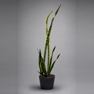Sansevieria