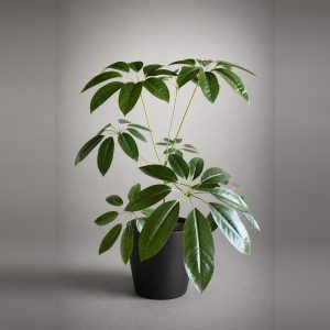 Cheflera Verde