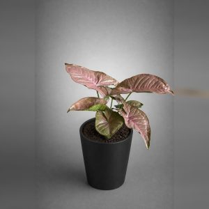 Syngonium Cobre
