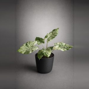 Syngonium Mármol