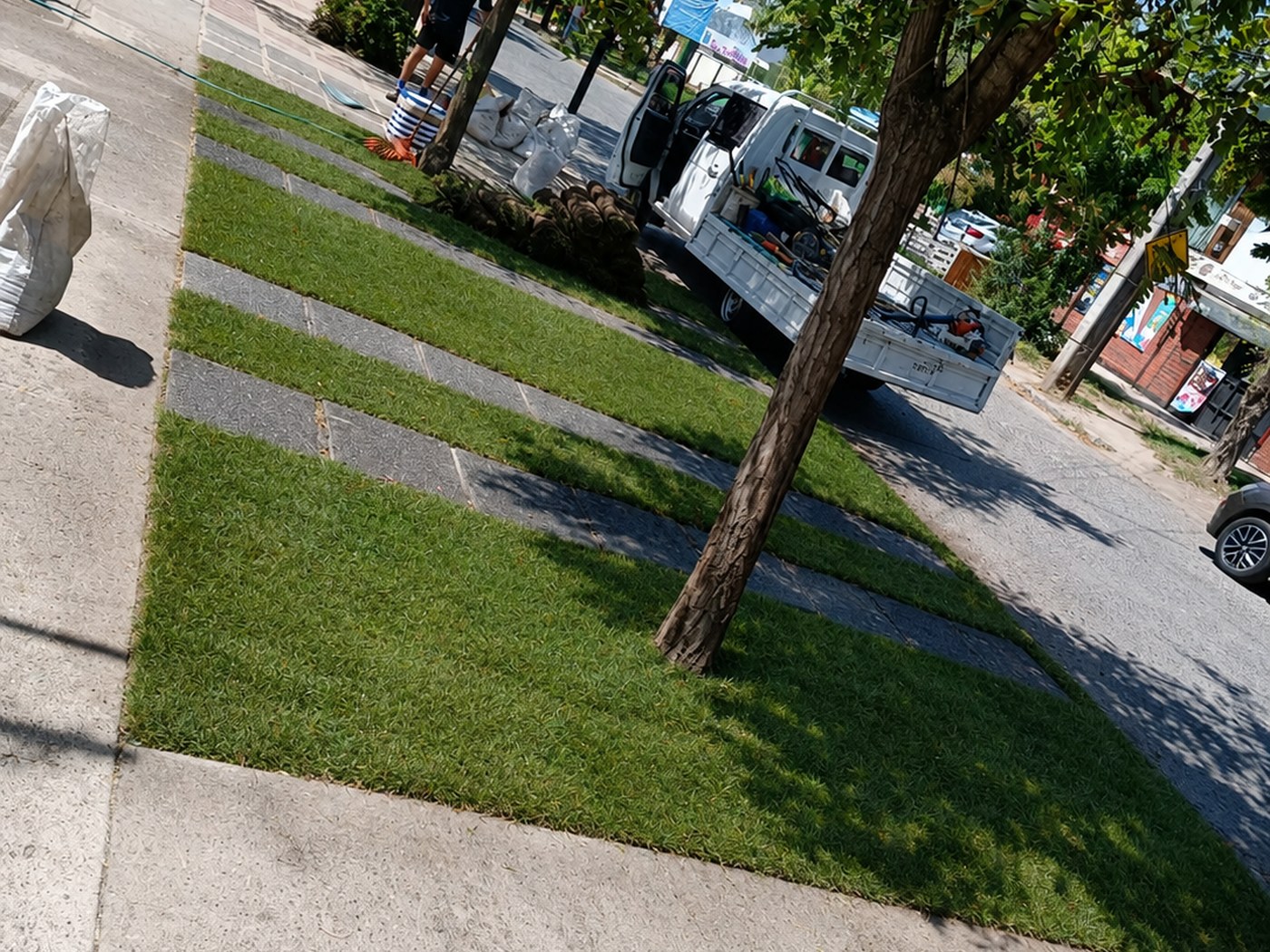Pasto instalado en el bandejón de una calle de Santiago